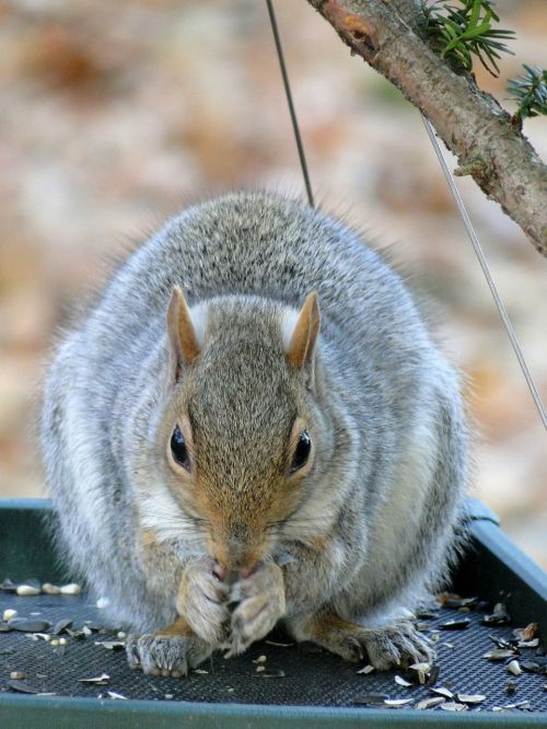 gray squirrel animals