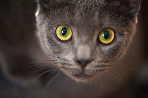 gray cat kitten