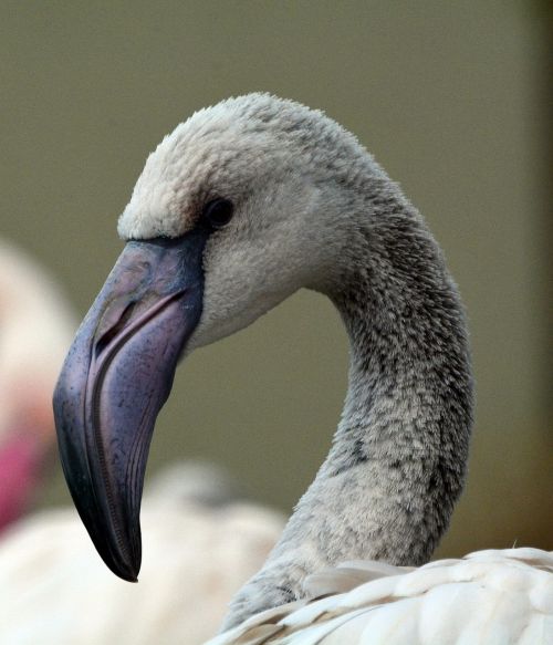 gray flamingo bird