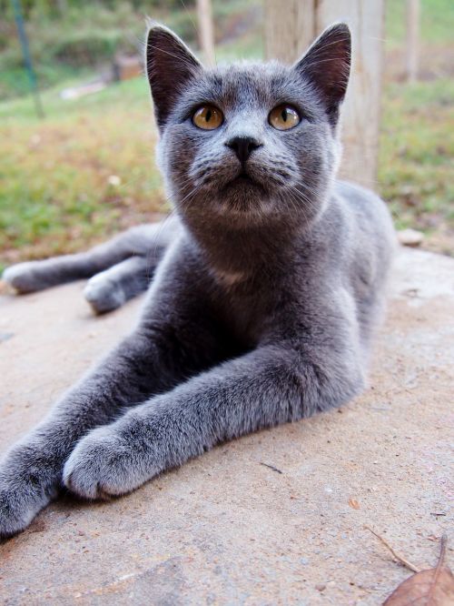 gray cat pet