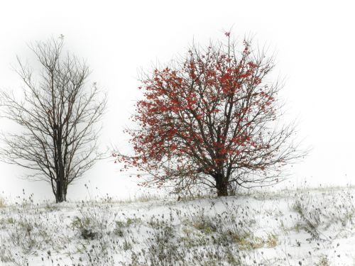 gray sky nature