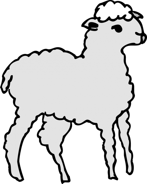 gray standing lamb