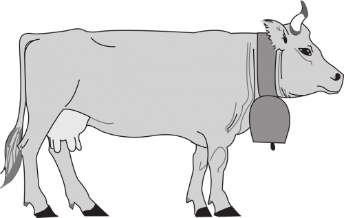 gray cow view