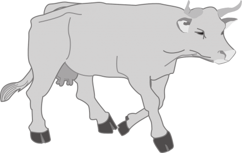 gray farm cow