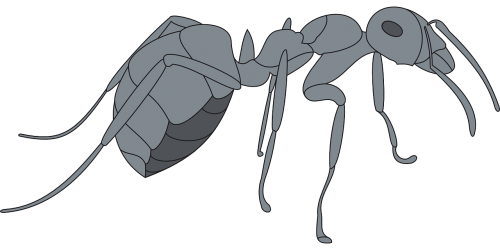 gray view ant