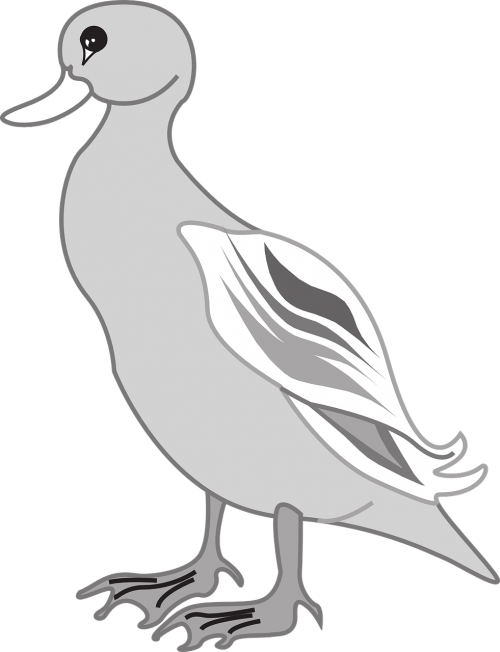 gray bird duck