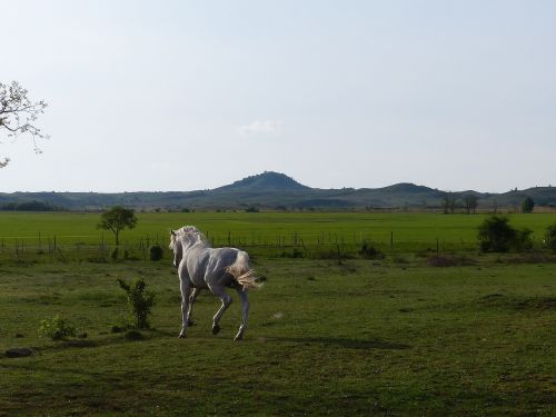 gray horse gallop