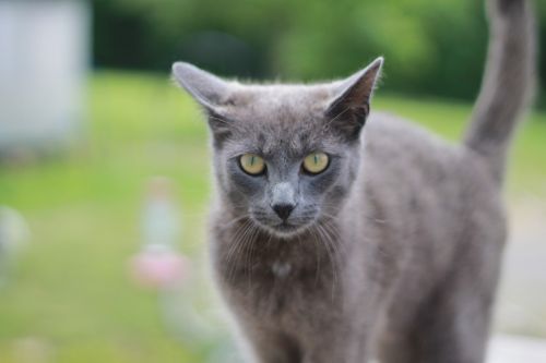 gray cat staring green eyes