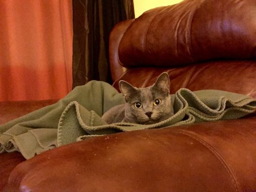 Gray Cat In Chair