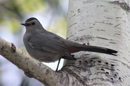gray catbird  bird  birding