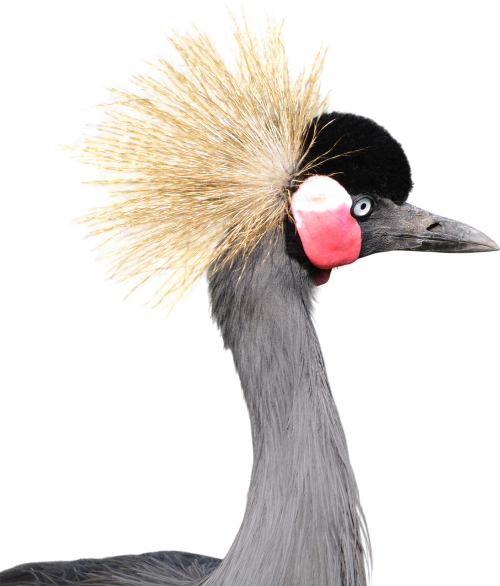 gray crowned crane head