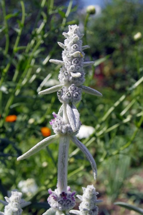 gray flower herb garden