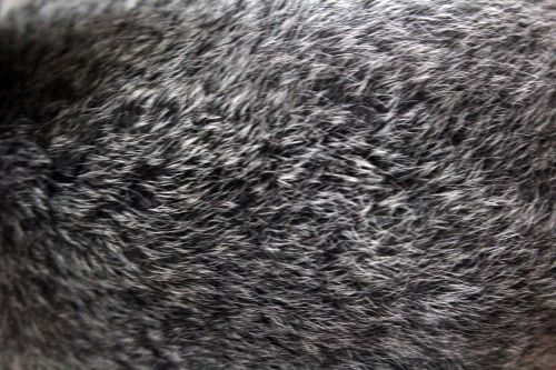 Gray Fur Background