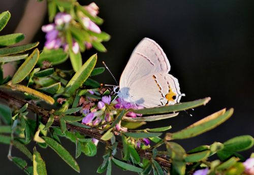 Gray Hairstreak Butterfly 2