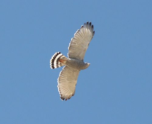 gray hawk raptor flying