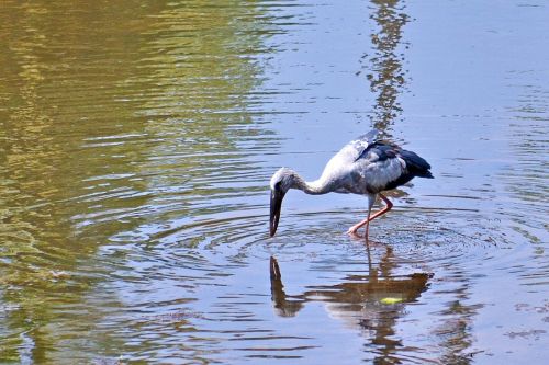 gray heron crane fishing