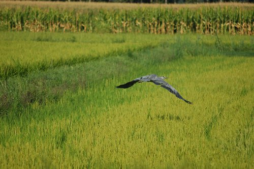 gray heron  bird  ali