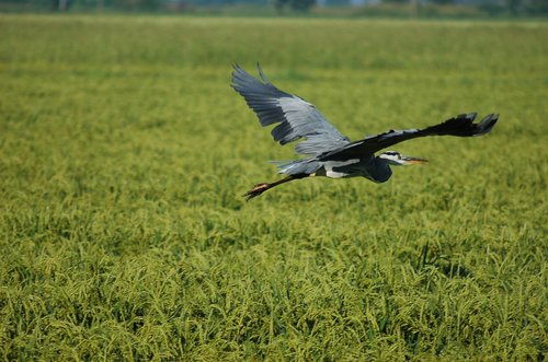 gray heron  ali  flight