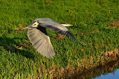 gray heron  bird  flight