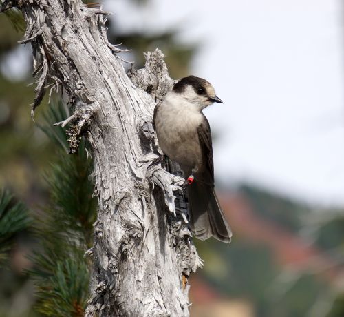 gray jay whiskey jack bird