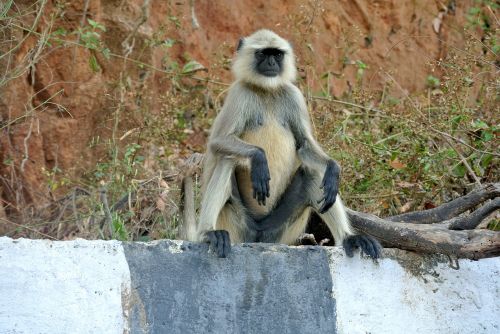 gray langur monkey india