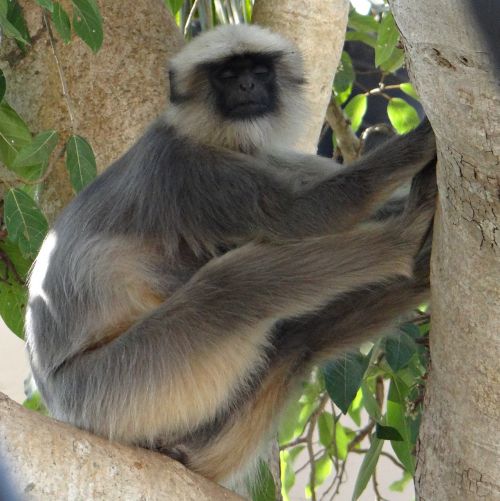 gray langur monkey sleeping