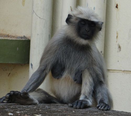 gray langur monkey meditation
