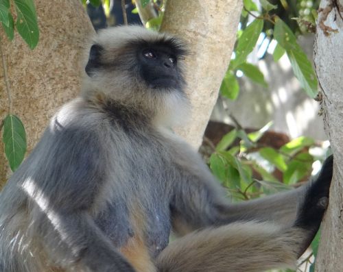 gray langur monkey animal