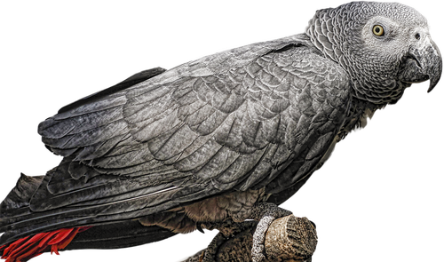 gray of gabon  parrot  bird