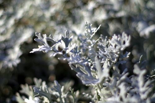 gray plants jagged decorative