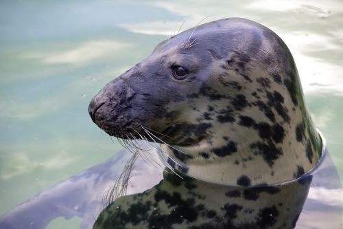 gray seal tallinn zoo halichoerus grypus