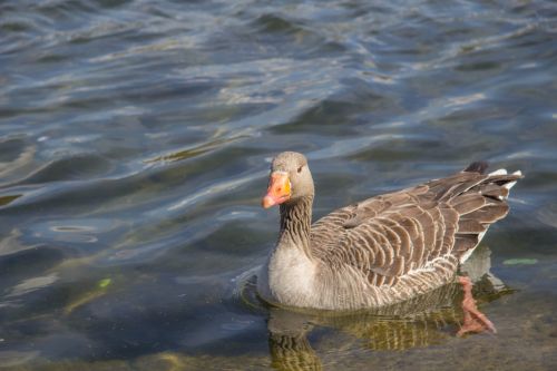 Graylag Goose On The Serpentine