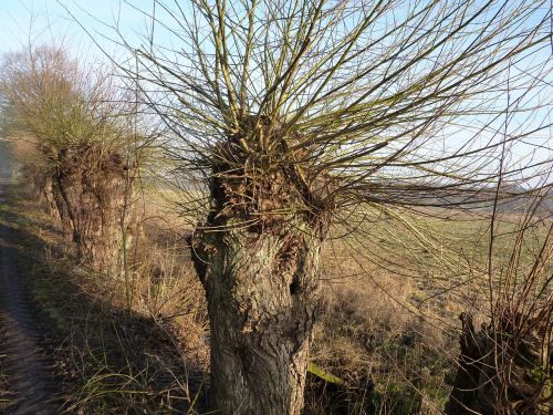 graze pasture tree