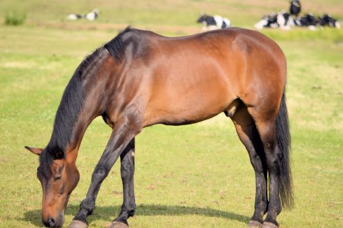 Grazing Horse