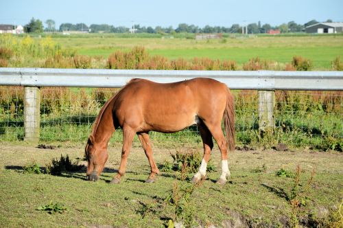 Grazing Horse