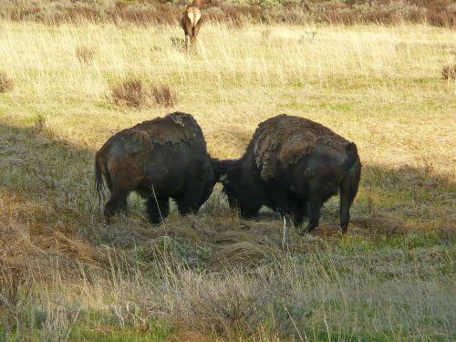 grazing buffalo mammals