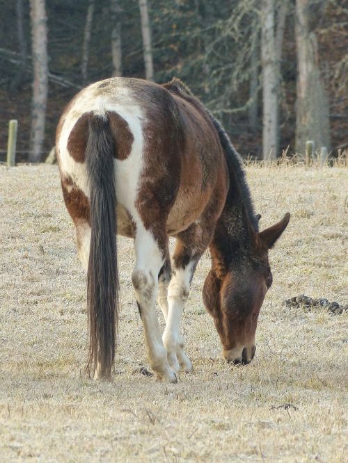 grazing quarter horse animal