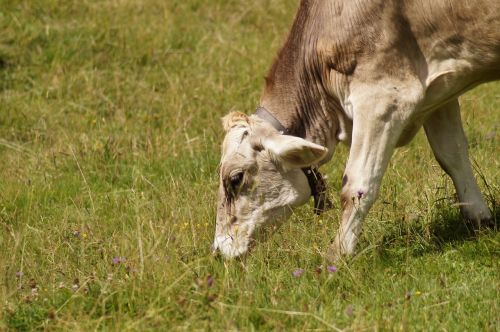 grazing cow cow beef