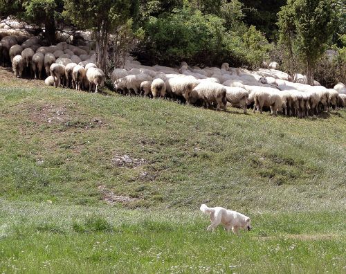 grazing sheep sheep poland