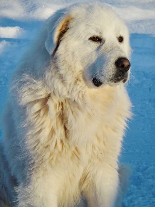 great pyrenees white