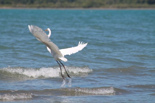 great  egret  white