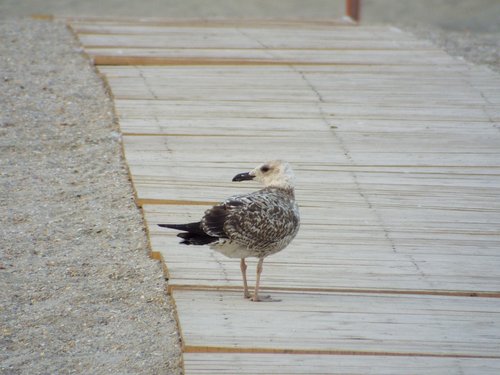 great  seagull  bird