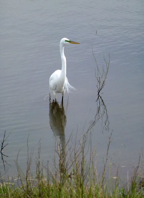 great  egret  bird