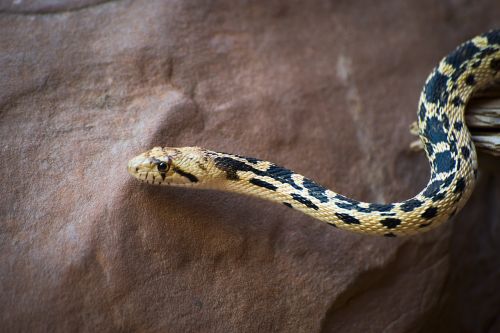 great basin gopher snake portrait reptile
