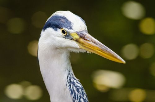 great blue heron bird wild