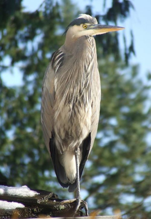 great blue heron bird wildlife