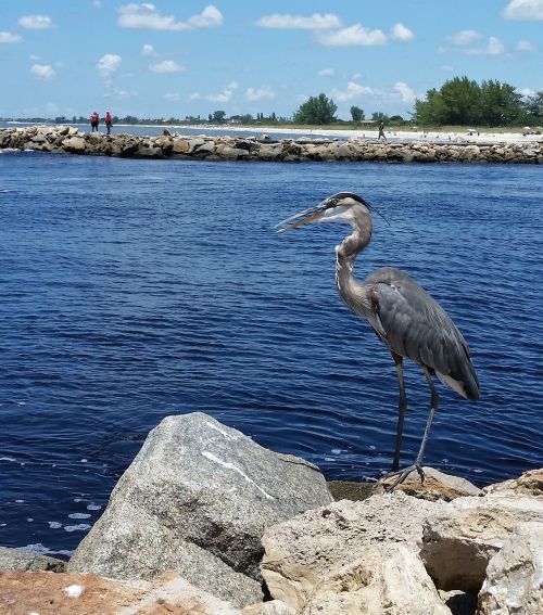 great blue heron birds wildlife