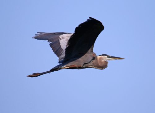 great blue heron heron blue