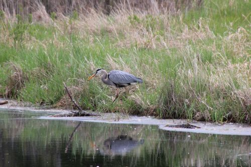 great blue heron bird reflection