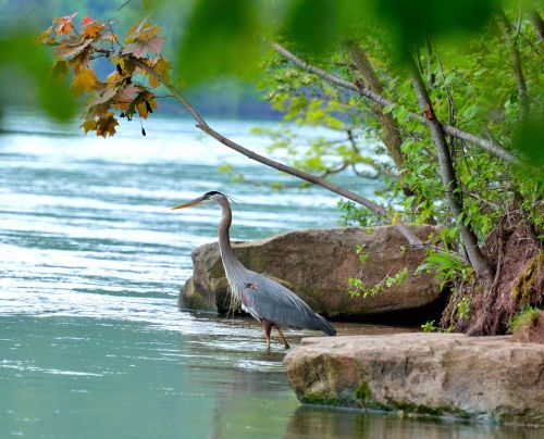 great blue heron niagara river wading bird